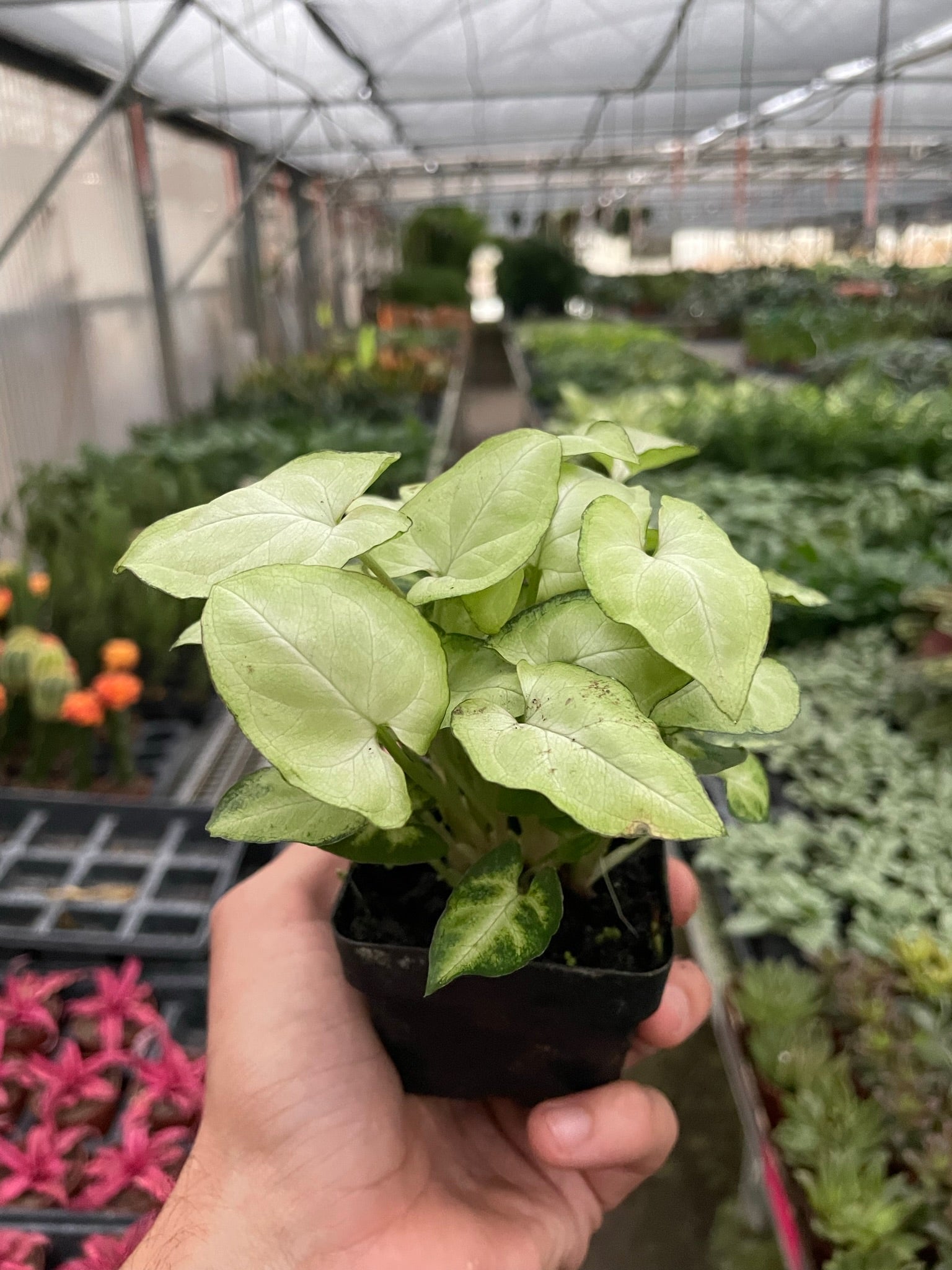 Syngonium 'Moonshine' – view 3