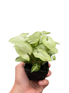 Syngonium 'Moonshine' – view 4