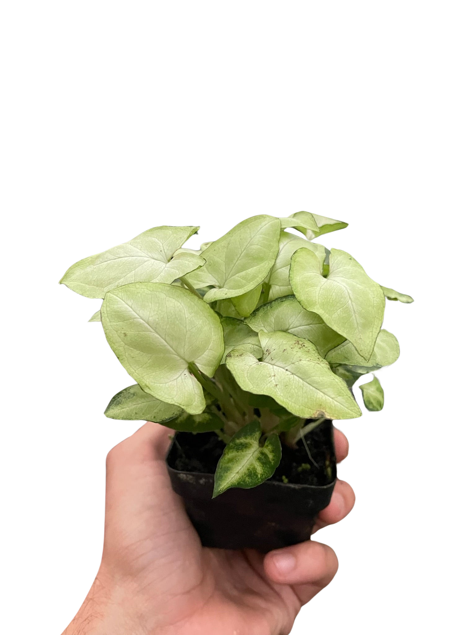 Syngonium 'Moonshine' – view 4
