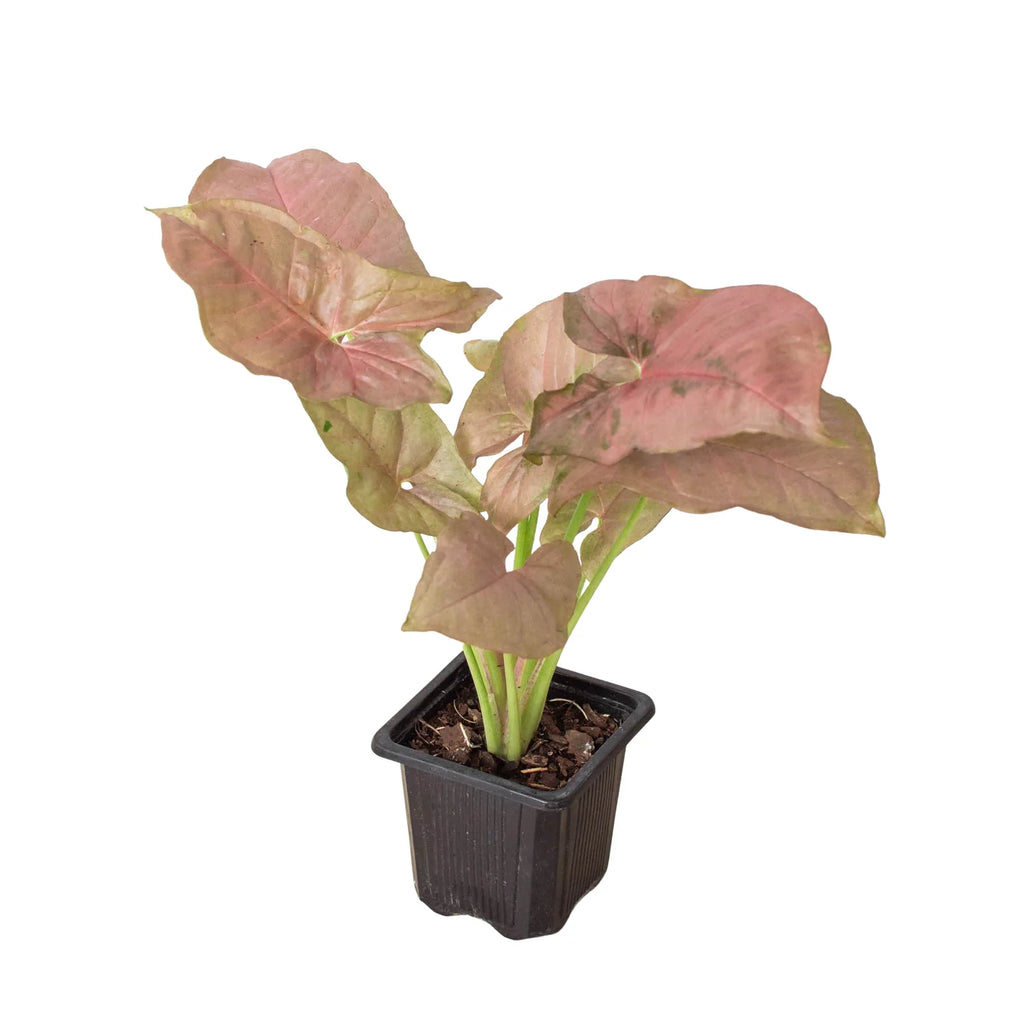 Syngonium Strawberry – view 7