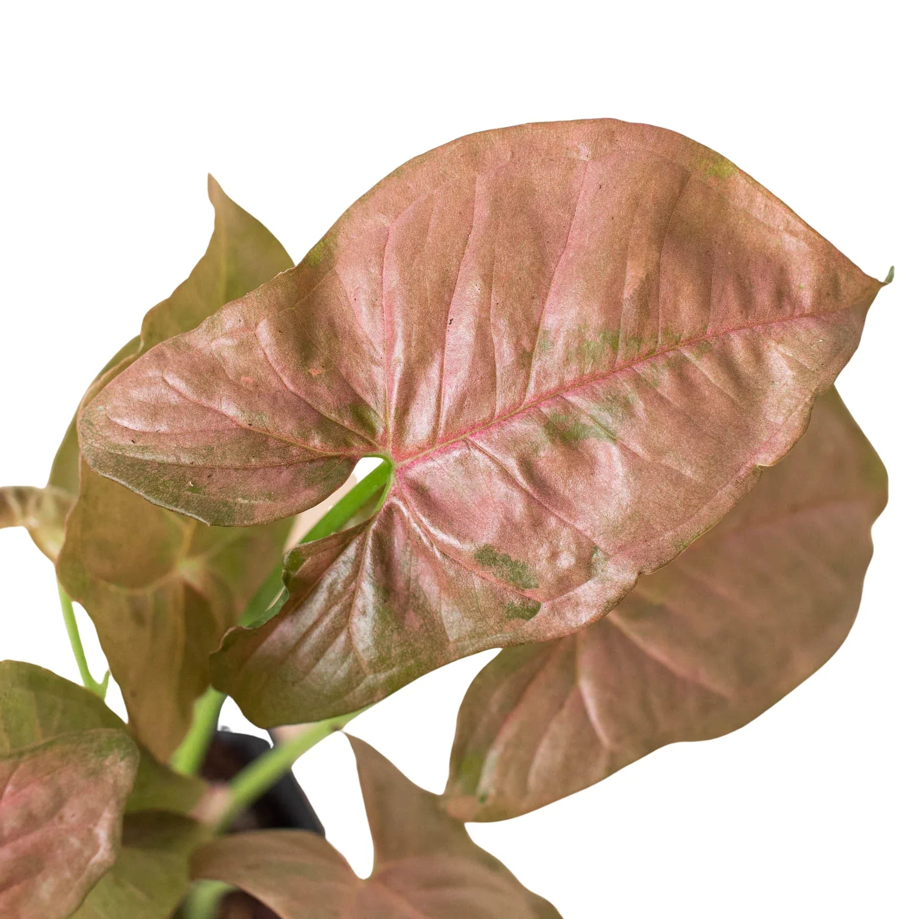 Syngonium Strawberry – view 2