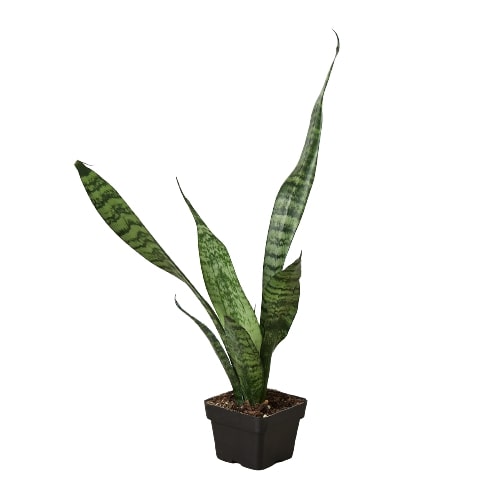 Snake Plant 'Zeylanica' – view 6