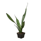 Snake Plant 'Zeylanica' – view 6