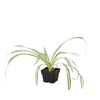 Spider Plant Reverse – view 5