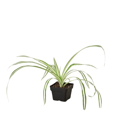 Spider Plant Reverse – view 5