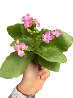Kalanchoe 'Blossfeldiana' – view 19