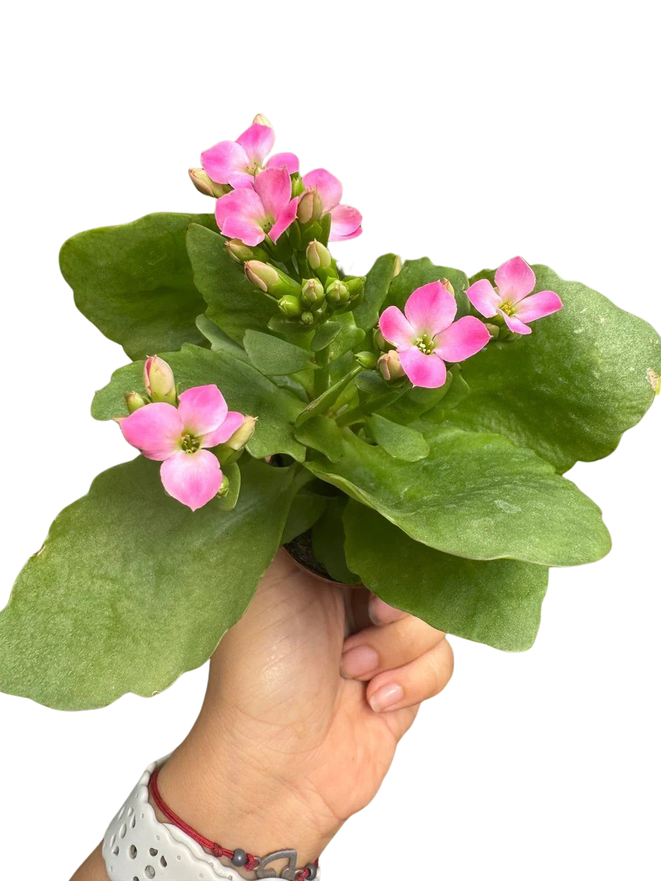 Kalanchoe 'Blossfeldiana' – view 19