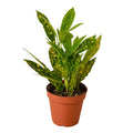 Croton 'Gold Dust' Live Plant – 4" Nursery Pot
