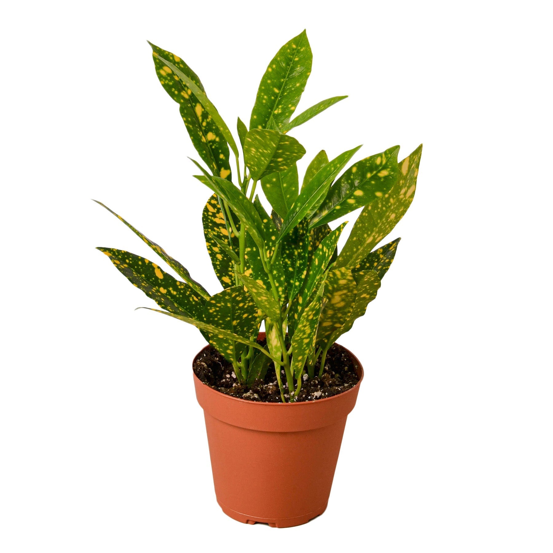Croton 'Gold Dust' Live Plant – 4" Nursery Pot