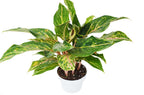 Chinese Evergreen 'Sparkling Sarah' – view 2