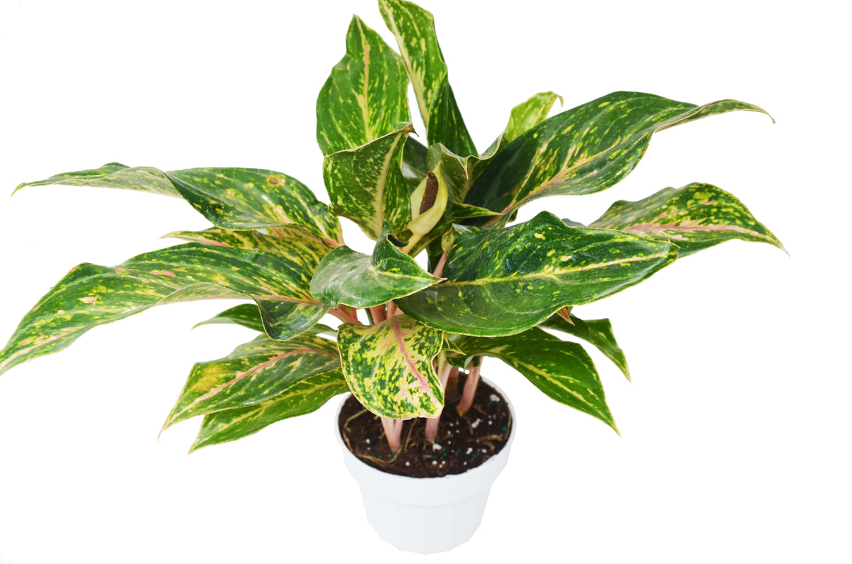 Chinese Evergreen 'Sparkling Sarah' – view 2