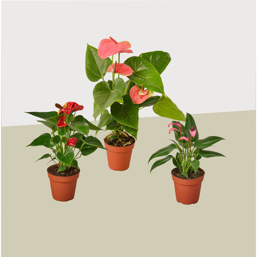 3 Anthurium Variety Pack - 4” Pots