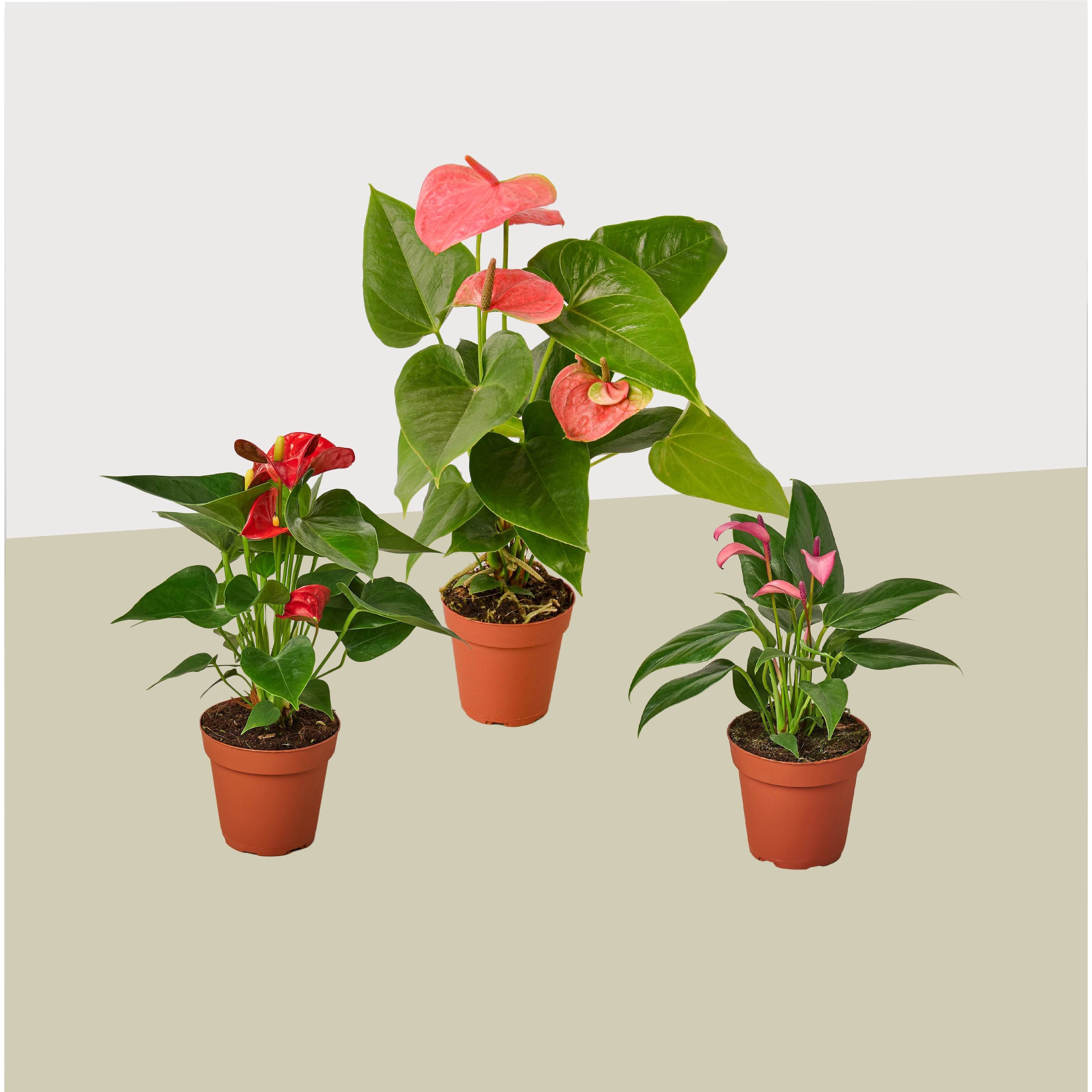 3 Anthurium Variety Pack - 4” Pots