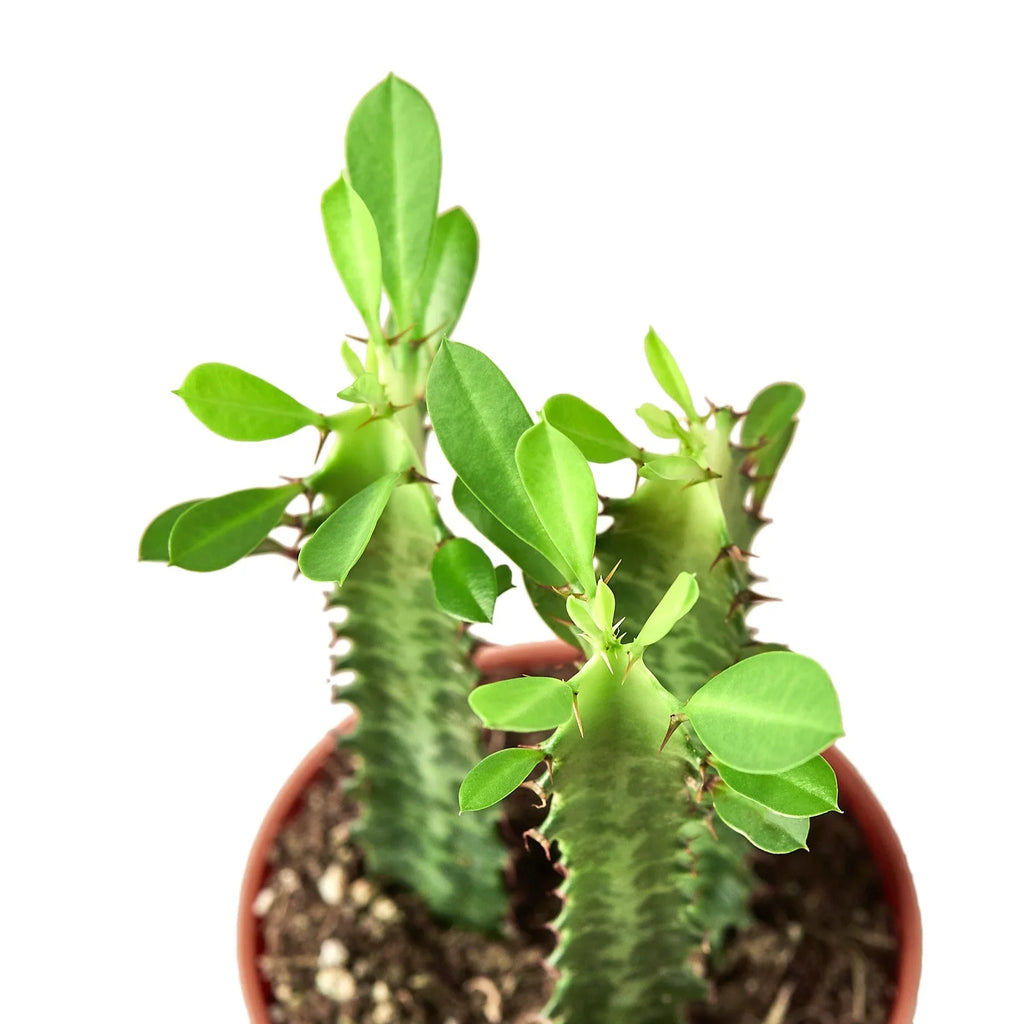 Milkstripe Euphorbia – view 2