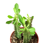 Milkstripe Euphorbia – view 2