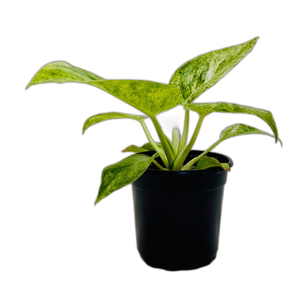 Philodendron 'Blizzard'