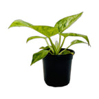 Philodendron 'Blizzard'