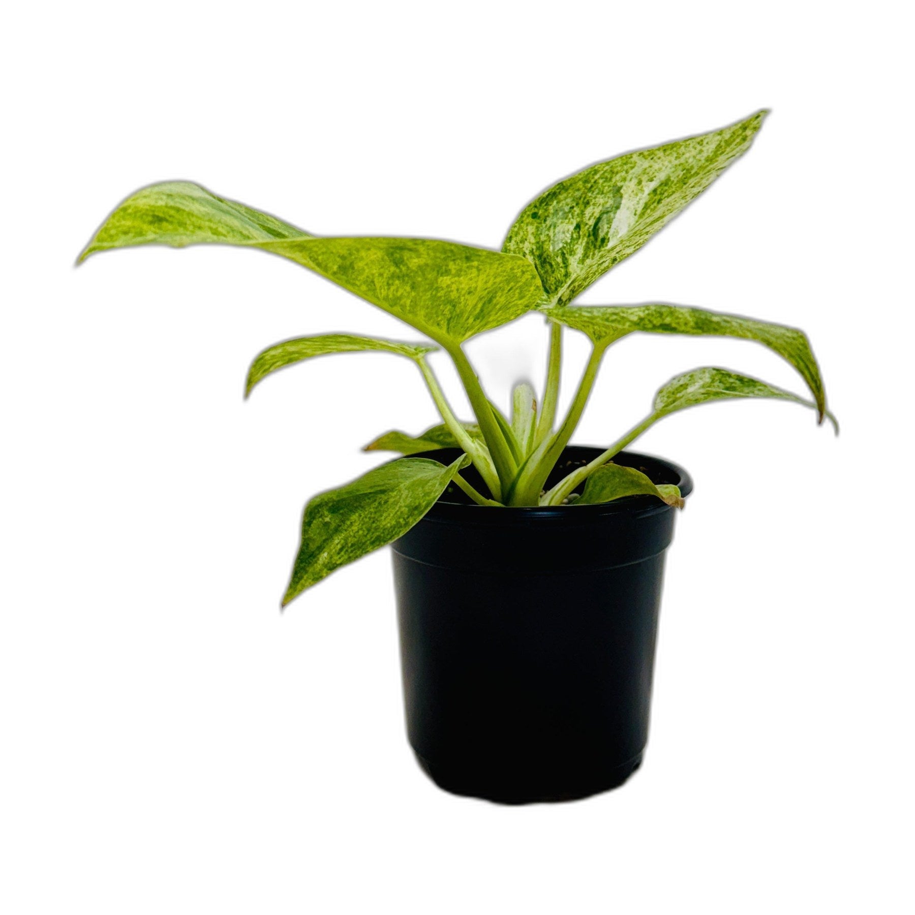 Philodendron 'Blizzard'