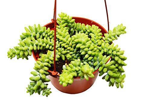 Sedum 'White Stone Crop' Succulent – view 3