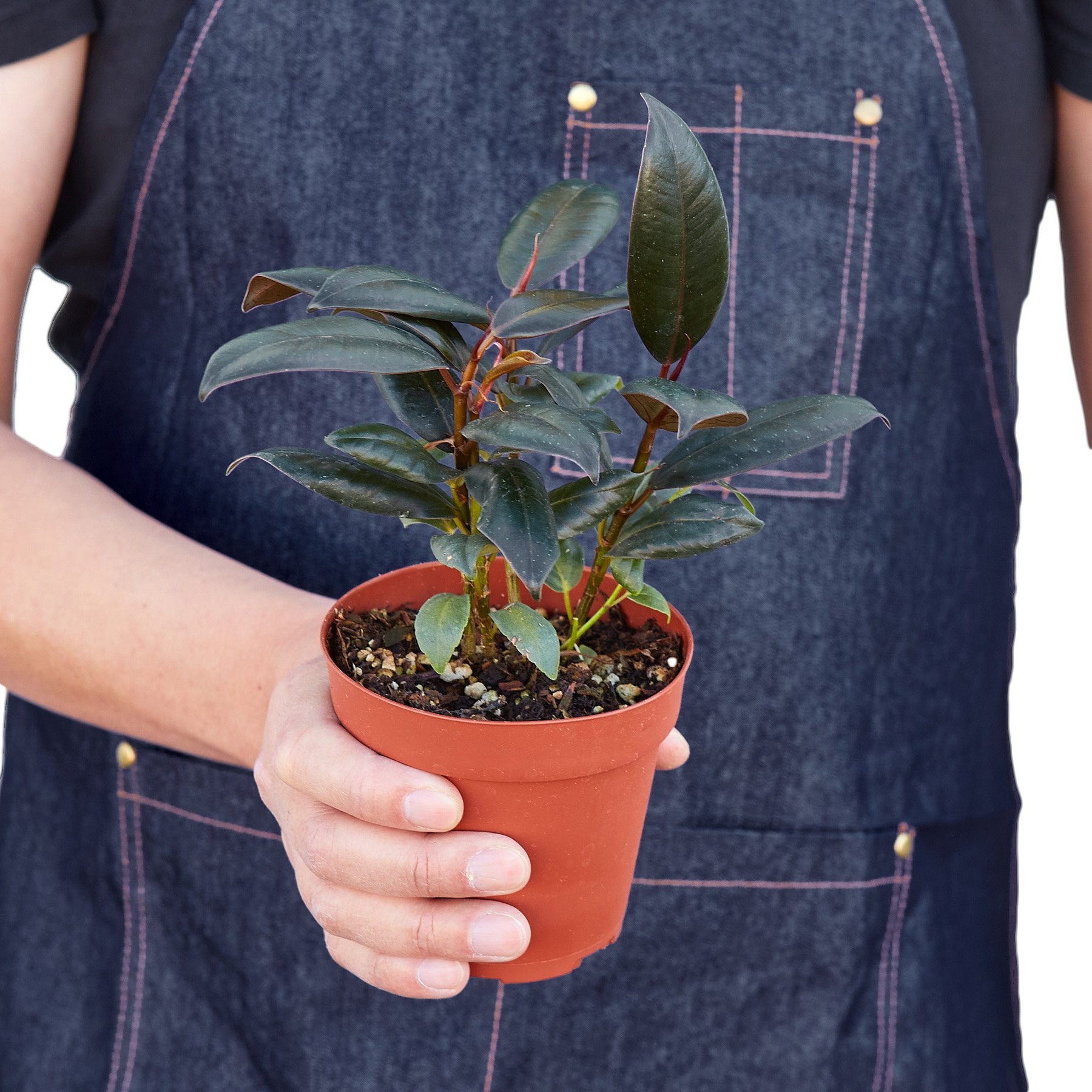 Ficus Elastica 'Burgundy' – view 3
