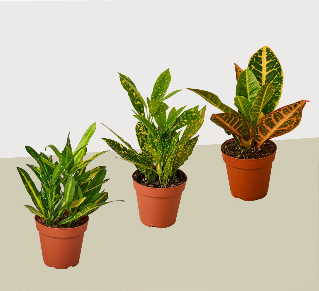 3 Croton Variety Pack - 4” Pots