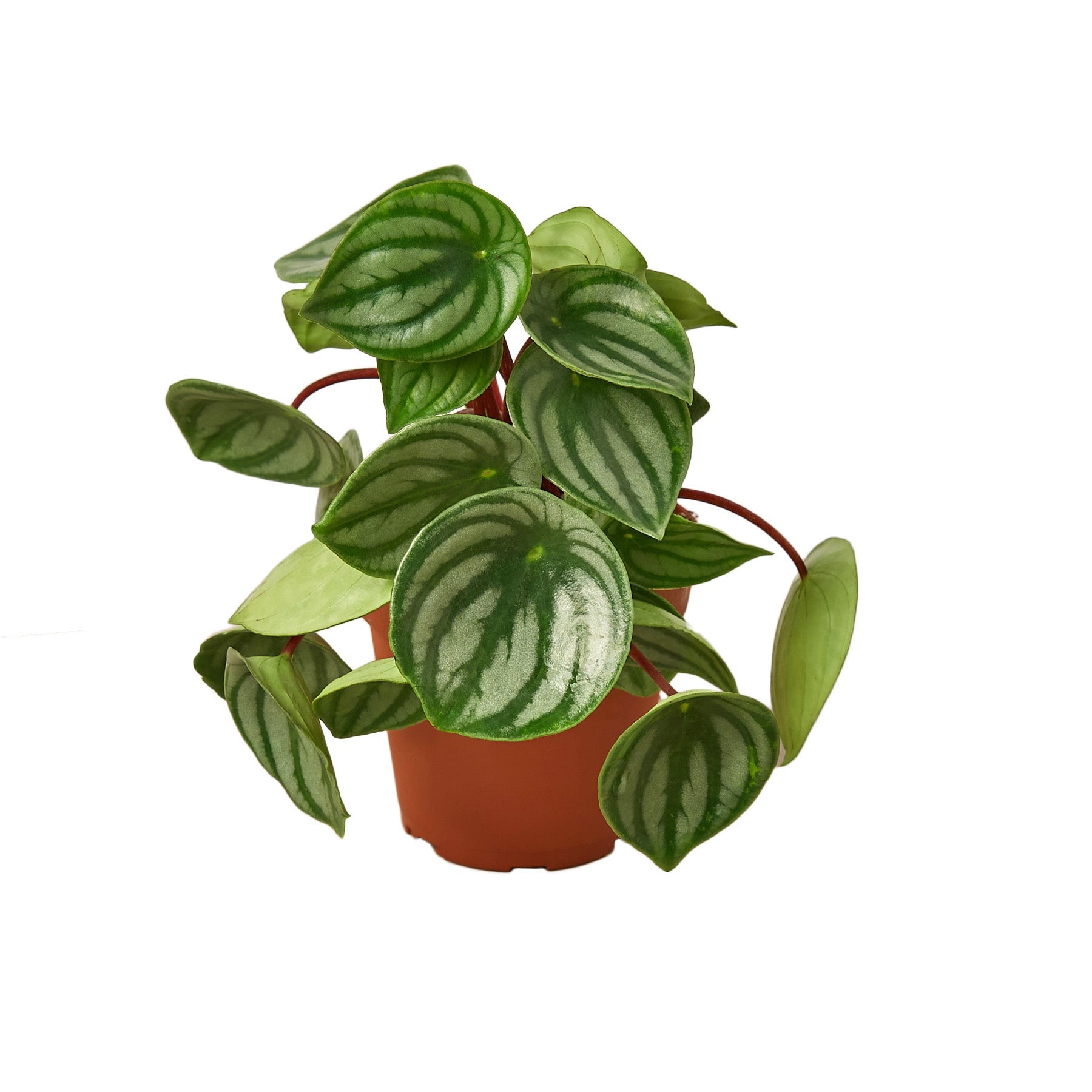 Peperomia Watermelon Live Plant – 4" Nursery Pot