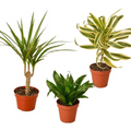 3 Dracaenas Variety Pack - 4” Pots