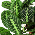 Maranta 'Lemon Lime' Live Plant – 4" Nursery Pot