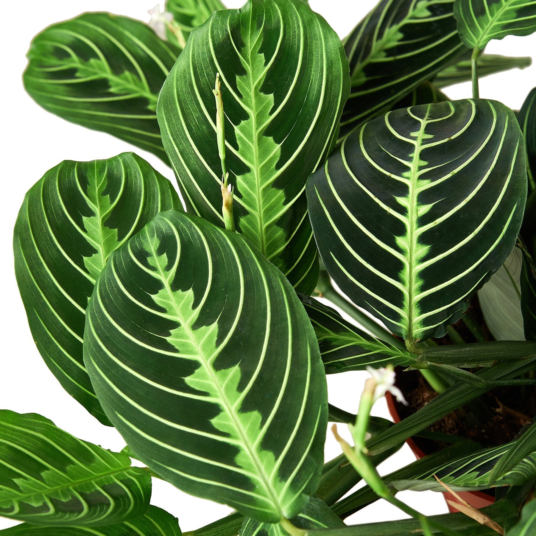 Maranta 'Lemon Lime' Live Plant – 4" Nursery Pot