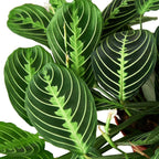 Maranta 'Lemon Lime' – view 2