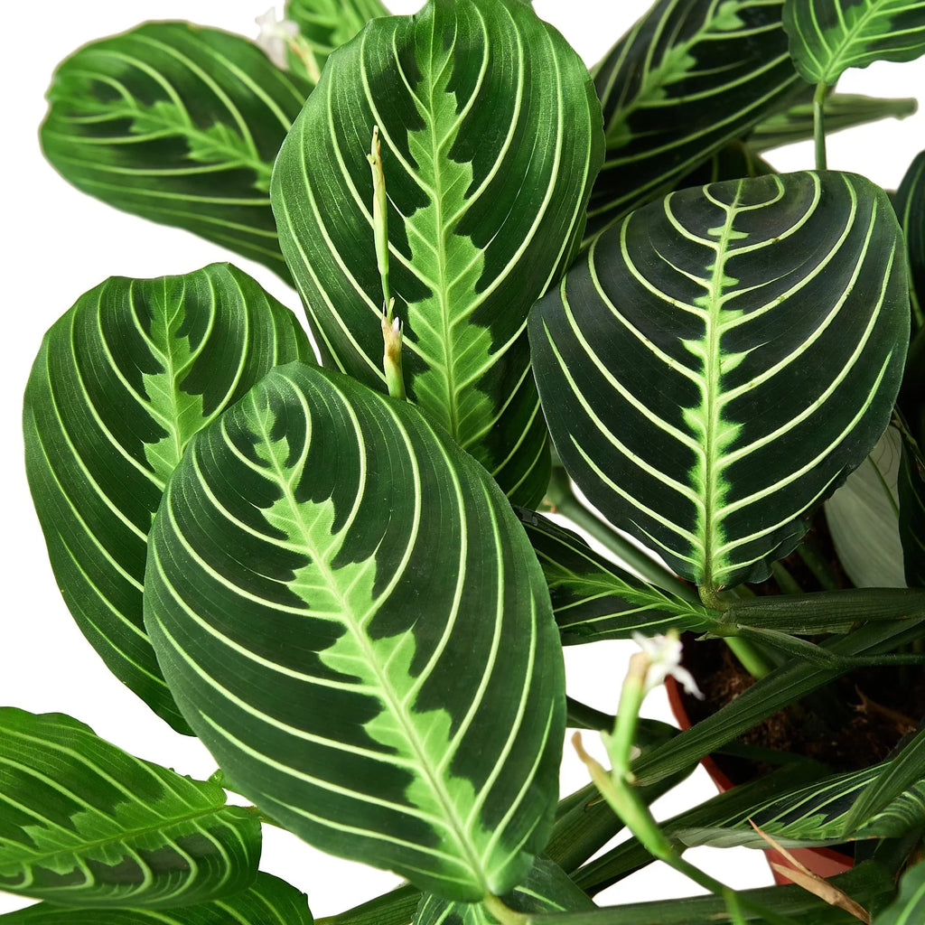 Maranta 'Lemon Lime' – view 2
