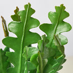 Epiphyllum 'Ric Rac' Cactus – view 2