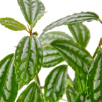 Pilea 'Aluminum' – view 3