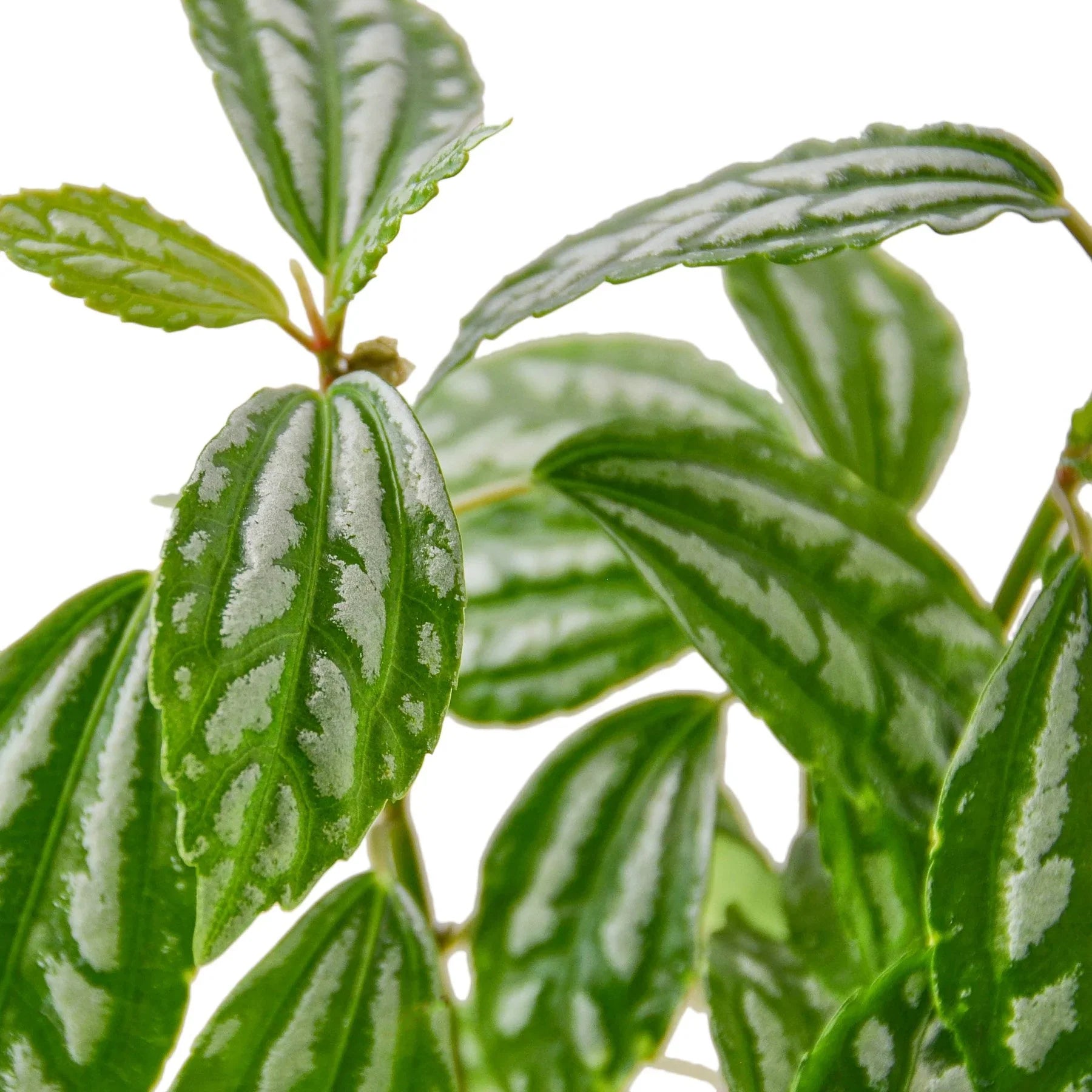 Pilea 'Aluminum' – view 2