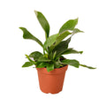 Staghorn Fern Live Plant – 4" Nursery Pot