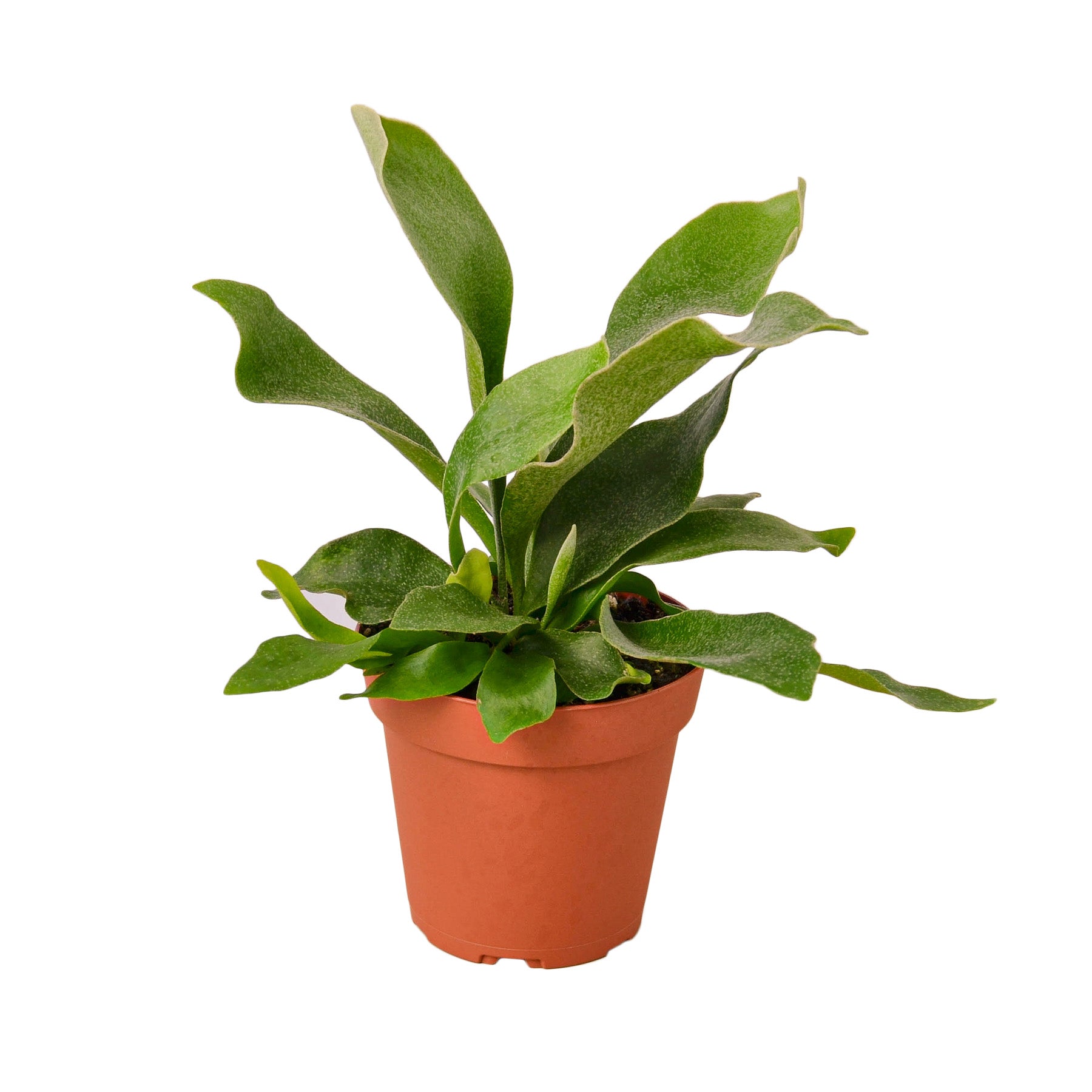 Staghorn Fern Live Plant – 4" Nursery Pot