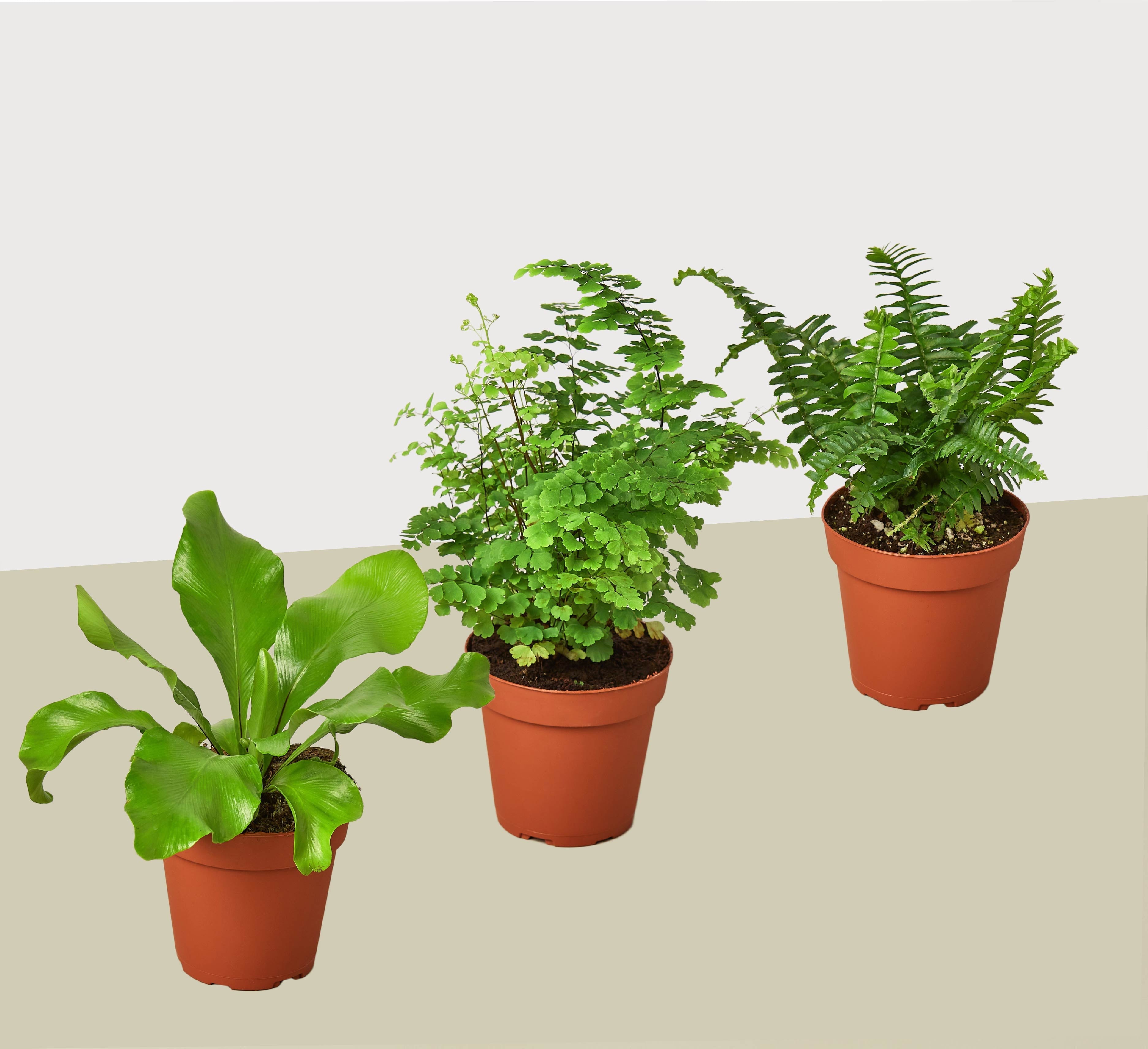 3 Fern Variety Pack - Live Plants - 4" Pot - House Plant by House Plant Dropship