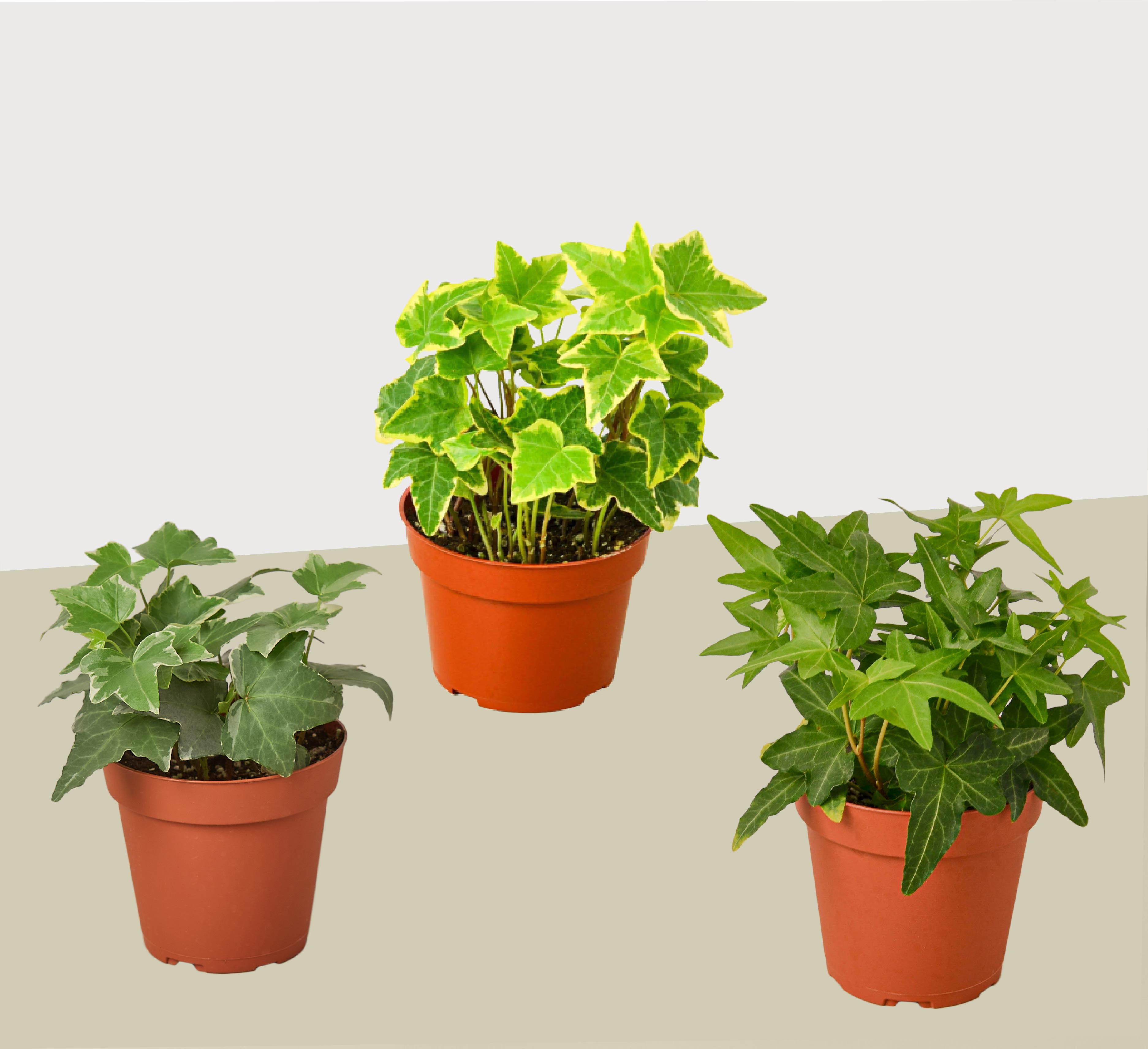 3 English Ivy Variety Pack - 4” Pots