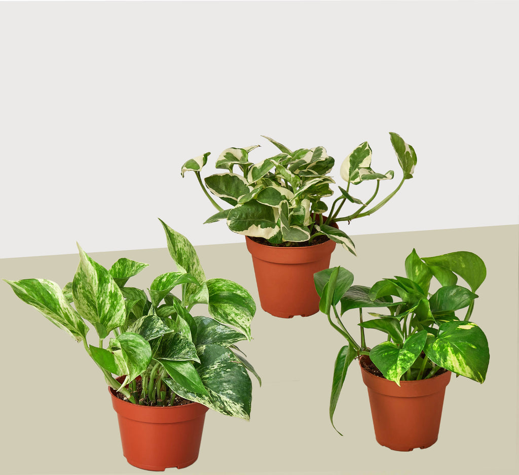 3 Pothos Variety Pack - 4” Pots