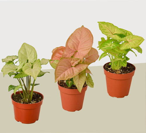 3 Different Syngonium Plants - Arrowhead Plants / 4" Pot / Live Plant – view 2