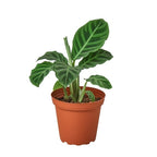 Calathea 'Zebrina'