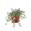 Nettle 'Silver Sparkle' Live Plant – 4" Nursery Pot