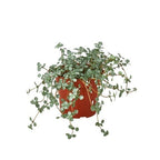Nettle 'Silver Sparkle' Live Plant – 4" Nursery Pot