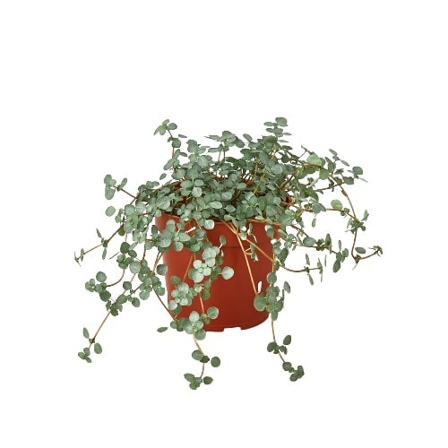 Nettle 'Silver Sparkle' Live Plant – 4" Nursery Pot