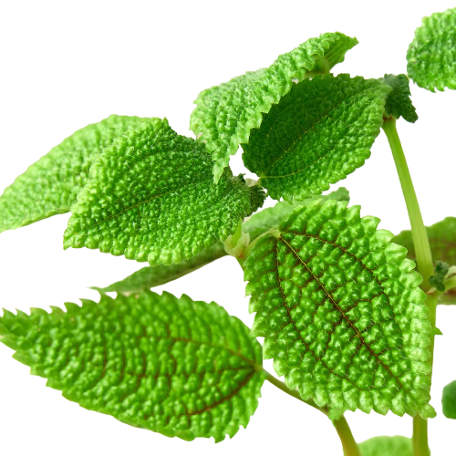 Pilea 'Moon Valley' - 4" Pot – view 2
