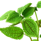 Pilea 'Moon Valley' - 4" Pot – view 2
