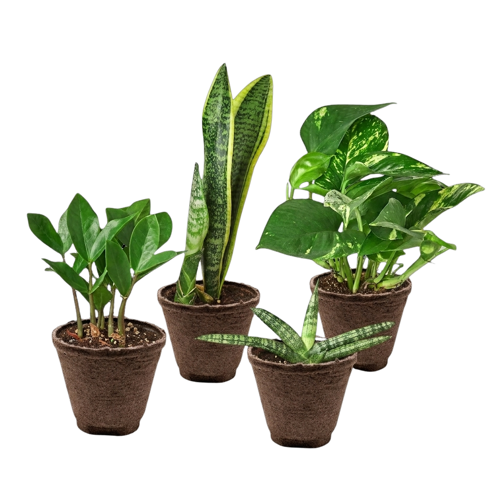 Easy Care Variety Bundle – view 5