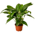 Spathiphyllum 'Peace Lily' Live Plant – 6" Nursery Pot
