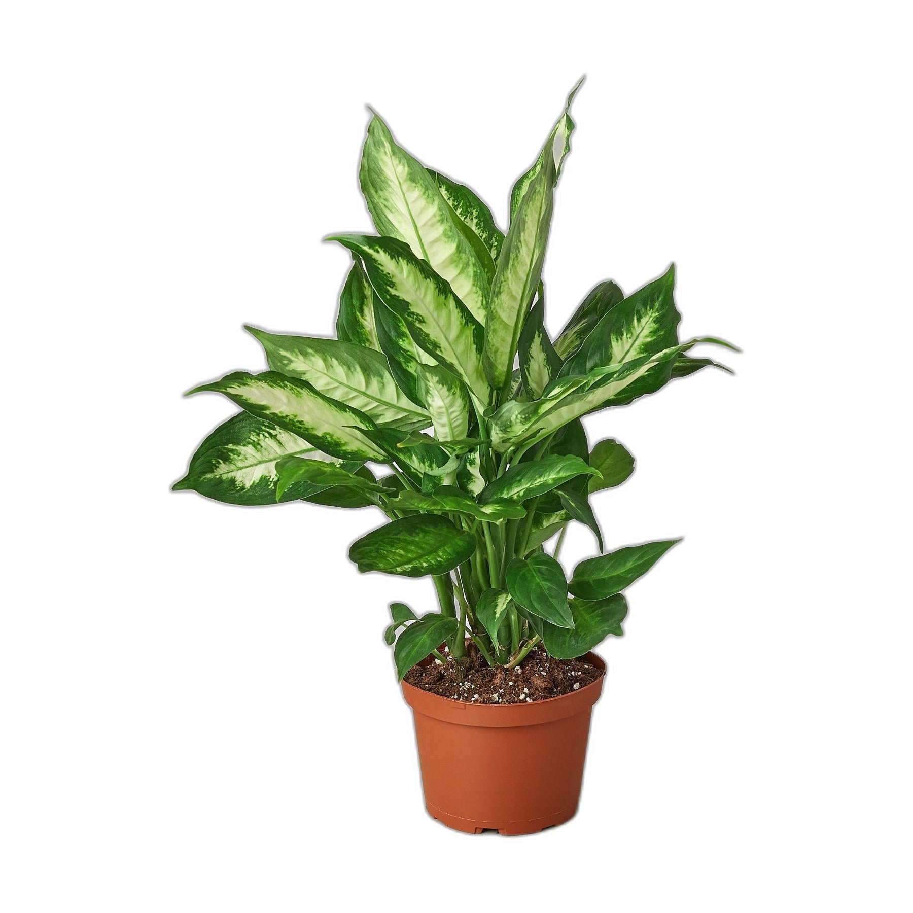 Dieffenbachia Camille 'Dumb Cane' - House Plant Shop