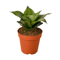 Snake Plant Black Robusta Live Plant – 4" Nursery Pot